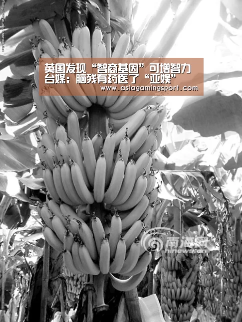 英国发现“智商基因”可增智力 台媒:脑残有药医了“亚娱”(图2) 亚娱